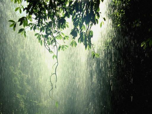 امطار او بس........... Rain_forest_tropic